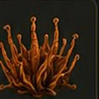 Cordyceps